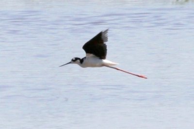 Black-necked Stilt (adult in flight)
