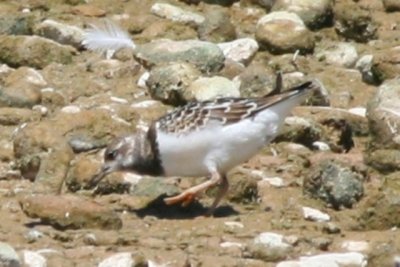 Ruddy Turnstone (basic)