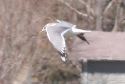 Mew Gull (adult basic, in flight)