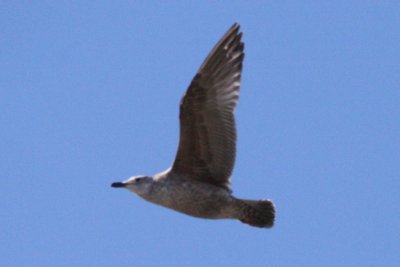 Herring Gull (first cycle, in flight)
