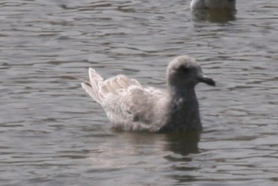 Thayer's Gull (first cycle)