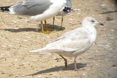 Iceland Gull (basic, first cycle)