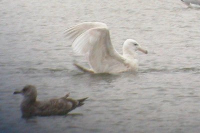 Glaucous Gull (2nd cycle, male)