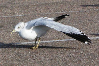 Ring-billed Gull  (3rd cycle, male)