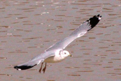 Ring-billed Gull  (adult basic, in flight)