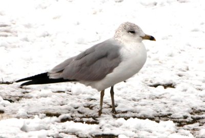 Ring-billed Gull  (2nd cycle)