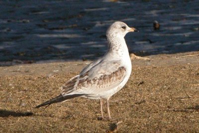 Ring-billed Gull  (early 1st cycle)