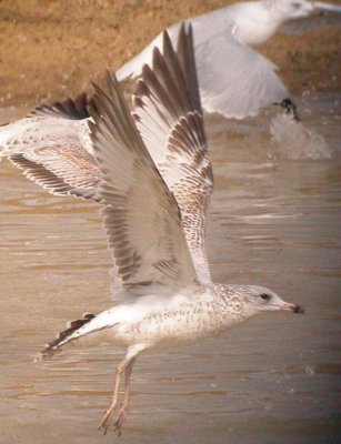 Ring-billed Gull (1st cycle, in flight)