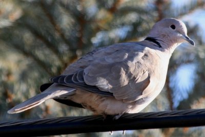 Eurasian Collared-Dove