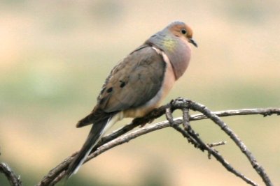 Mourning Dove (male, singing)