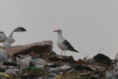 Judging by size and shape, probably a male
