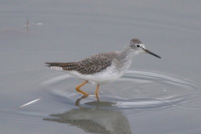 Lesser Yellowlegs