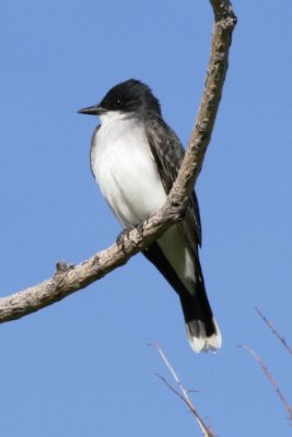 Eastern Kingbird