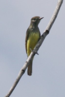 Great-crested Flycatcher