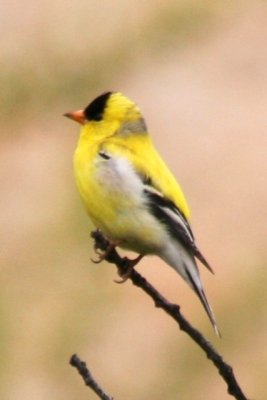 American Goldfinch (alternate male)