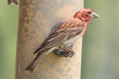 Cassin's Finch  (adult male, summer)