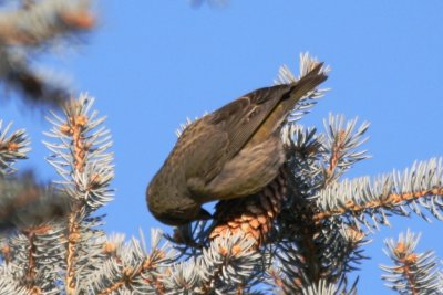 Red Crossbill (adult female)