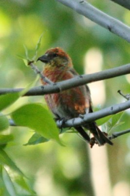 Red Crossbill (first spring male)