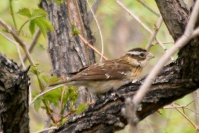 Rose-breasted Grosbeak (adult female, alternate)