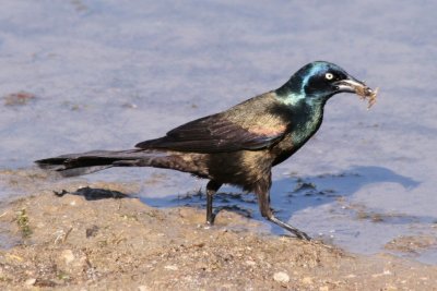 Common Grackle (adult male)