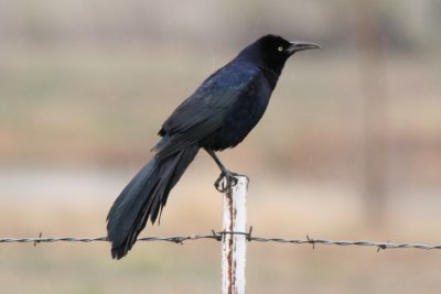 Great-tailed Grackle (adult male)