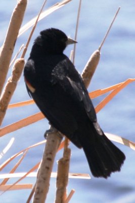 Red-winged Blackbird (3rd spring male)