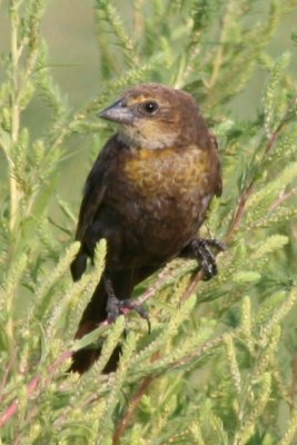 Yellow-headed Blackbird (juv female)