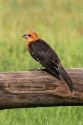 Yellow-headed Blackbird (juv male)