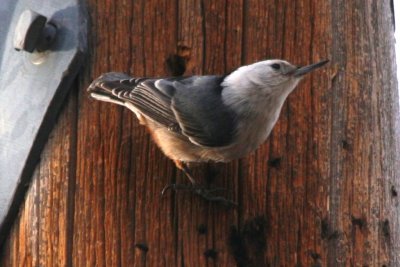 White-breasted Nuthatch (adult male, Mountain Race)