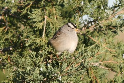 White-crowned Sparrow (adult Gambel's)