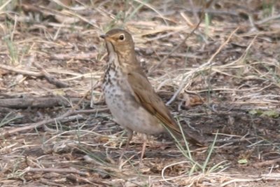 Swainson's Thrush