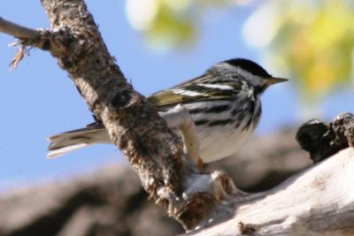 Blackpoll (alternate male)