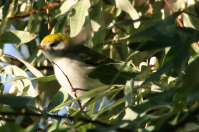 Chestnut-sided Warbler (first basic female)