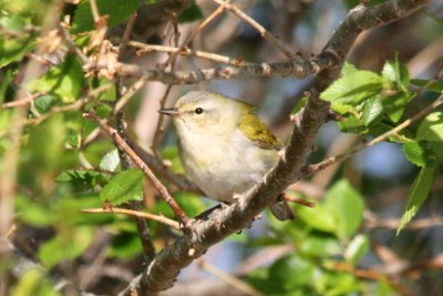 Tennessee Warbler (alternate male)
