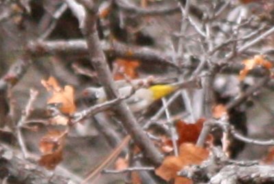 Virginia's Warbler (alternate male)