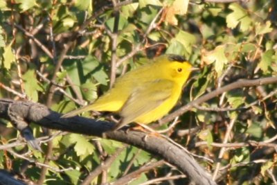 Wilson's Warbler (first basic male)