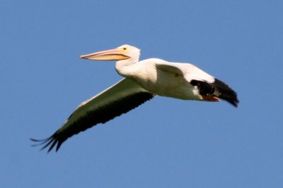 American White Pelican (in flight)