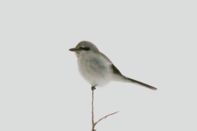 Northern Shrike (adult)