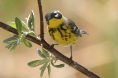 Magnolia Warbler (alternate female)