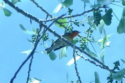 Blackburnian Warbler (alternate male)