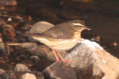Louisiana Waterthrush