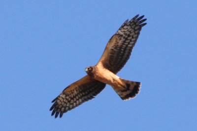 Northern Harrier (juvenile in flight)