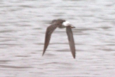 Lesser Yellowlegs (in flight)