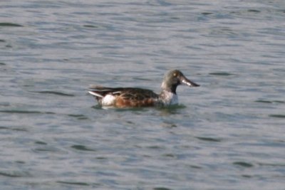 Northern Shoveler (eclipse male)