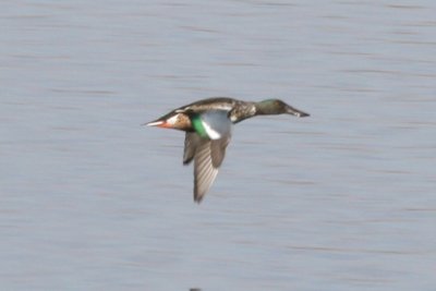 Northern Shoveler (eclipse male in flight)