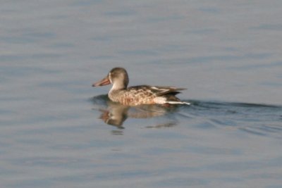 Northern Shoveler (adult female)