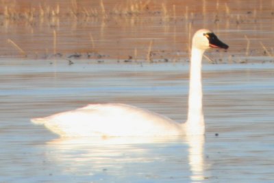 Tundra Swan (adult)