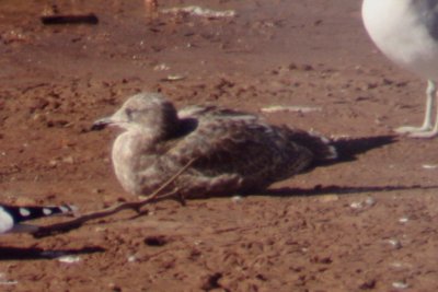 California Gull (1st cycle)