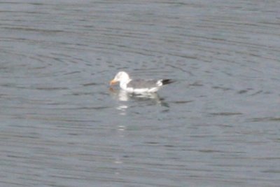 Lesser Black-backed Gull (4th cycle)