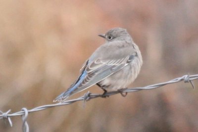 Mountain Bluebird (female)